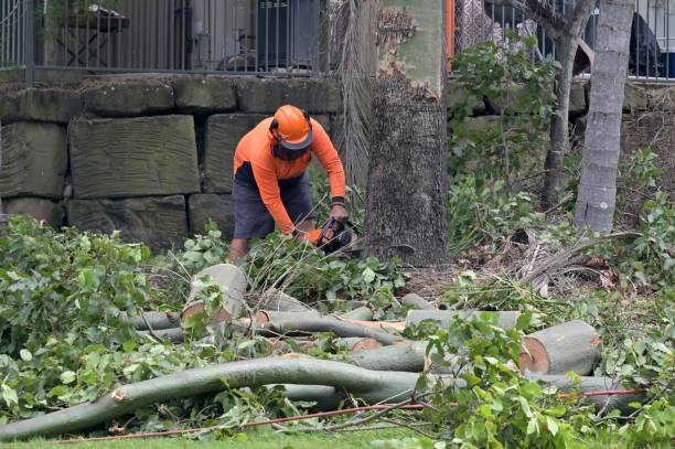 Rockport, TX  Tree Services Company